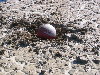 Ball4.JPG